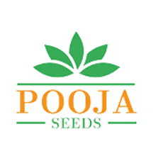 Pooja Seeds